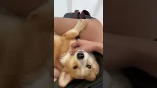 Morning cuddles with Jelly bean the Corgi dog #youtubeshorts