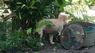 Amazing Dogs 