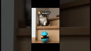 Комару, сколько у тебя ммр в доте? 