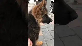 Поведение Айрис в социуме😉👍🔥 
