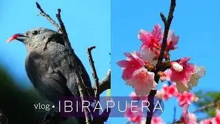 #3 VLOG • IBIRAPUERA