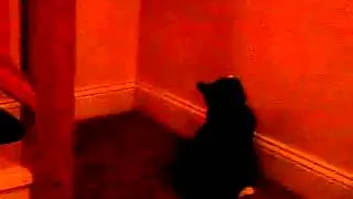 cat tries to catch light