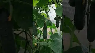 Что с огурцом? Как с этим бороться?Shorts