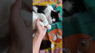 Не мешайте коту спать #funnyanimal #cat #funnypet #funny #pet #кайф