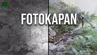 Fotokapan görüntülerimiz: Kurt, Çakal, Sincap, Arap tavşanı, Alakarga