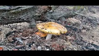 2 Seguimiento de Aereus y Amanitas Mayo 2024