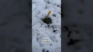Handy vs Kamera im Frühjahrswinter