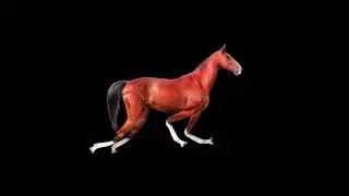 Horse Character Animator