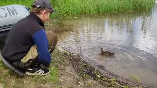 дикий утёнок смоленского поозерья