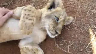 Rubbing a lion's belly