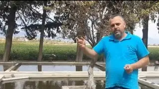 REDDRAGON LEPİSTES VE RED TUXEDO KOİ LEPİSTES ÜRETİMİ HASAT ZAMANI