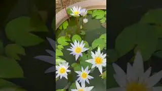 snail and lily fish pond | 