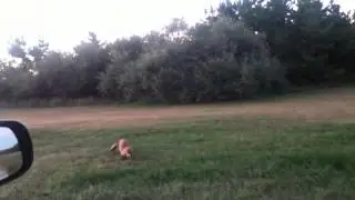 Red Fox Kit Stalking Bird