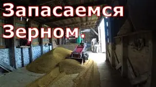Завозим зерно / Обзор поросят