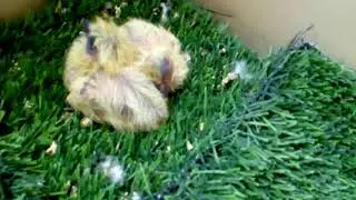 Pigeons kids