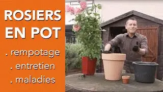 Comment s'occuper d'un ROSIER EN POT ? ENTRETIEN ROSIER - Chroniqueur jardin Franck PROST