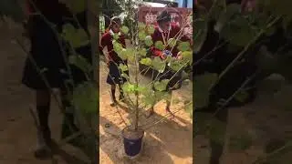 Preparando pro Natal em nossa Premamettaschool Bodhgaya Índia