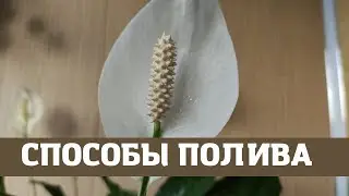Женское счастье (спатифиллум), полив через поддон