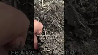 Сев кукурузы с ЖКУ+ Zn