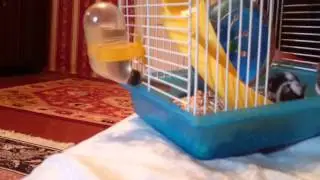 Японские танцующие карликовые мышки 🐁