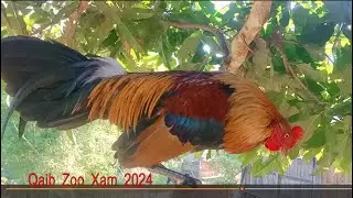 06/12/2024 Saib Puas Nyiam Tus No ( Qaib Mos2...Xwb)