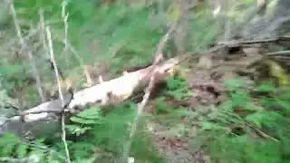 Обзор лесной речки Сётры!!!
