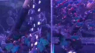 Мшистый барбус2