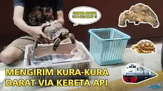 Cara Packing dan Kirim Kura-kura Darat via Jalur Kereta | DIJAMIN AMAN DAN SELAMAT SAMPAI TUJUAN !!!