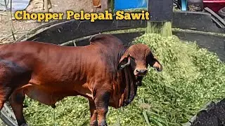 Chopper Pelepah Sawit Untuk makanan Lembu|Chopper Super Halus