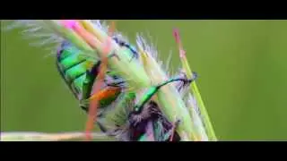 Macro Life 2