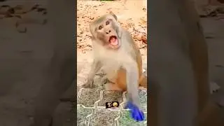 Bandar 🐒😂💯 #shorts #viralshort #trending #youtube #youtubeshorts #video #comedy #dineshladwa