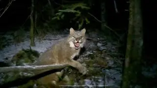 Bobcat down! 2023-2024 trap line