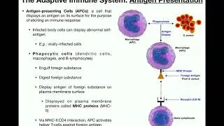Anatomy | Basics of Antigen Presentation