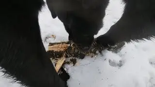 I attached a GoPro to my dog!