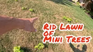 Kill these little trees NOT your lawn #diy