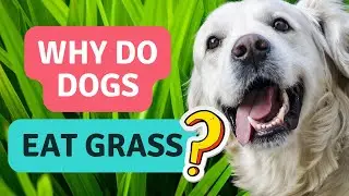 Why Do Dogs Eat Grass?