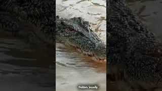Australian Crocodile swims over to take a look