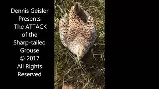 Dennis Geisler  Vs Grouse