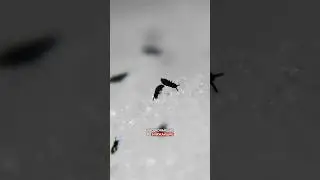 Winter insects, they live in the snow and scare the hell out of people (we'll tell you why you sh...