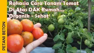 CARA MENANAM TOMAT AGAR BERBUAH LEBAT | ORGANIK