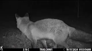 Another catch for foxxy