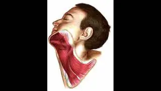 Platysma muscle anatomy | 