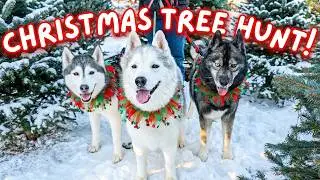 Taking My Huskies To Pick The PERFECT Christmas Tree!