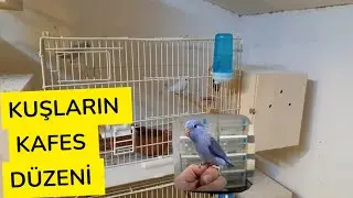 KAFES DÜZENİ - ÇİFT VE TEK KUŞLARIN YAŞAM ALANI