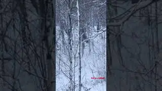 Работа эстонской гончей по зайцу
