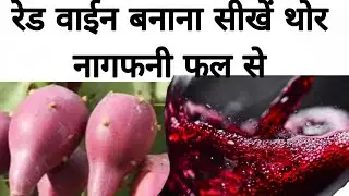 Red wine bnana sikhe Thor Nagfani fal se. prickly pear wine make at home