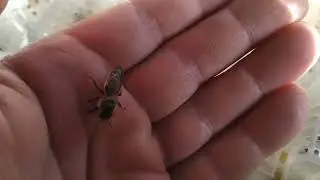 Первые неплодные матки.