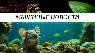 Мышка с сюрпризом
