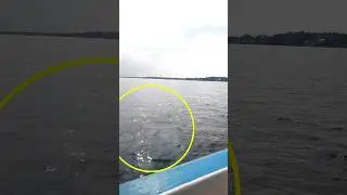 penampakan salah satu ular terbesar di dunia 