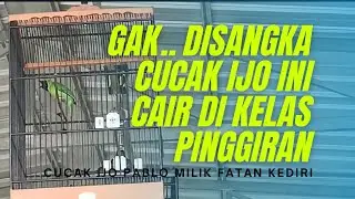 CUCAK IJO AKAR RUMPUT MAIN DI KELAS LATBERAN
